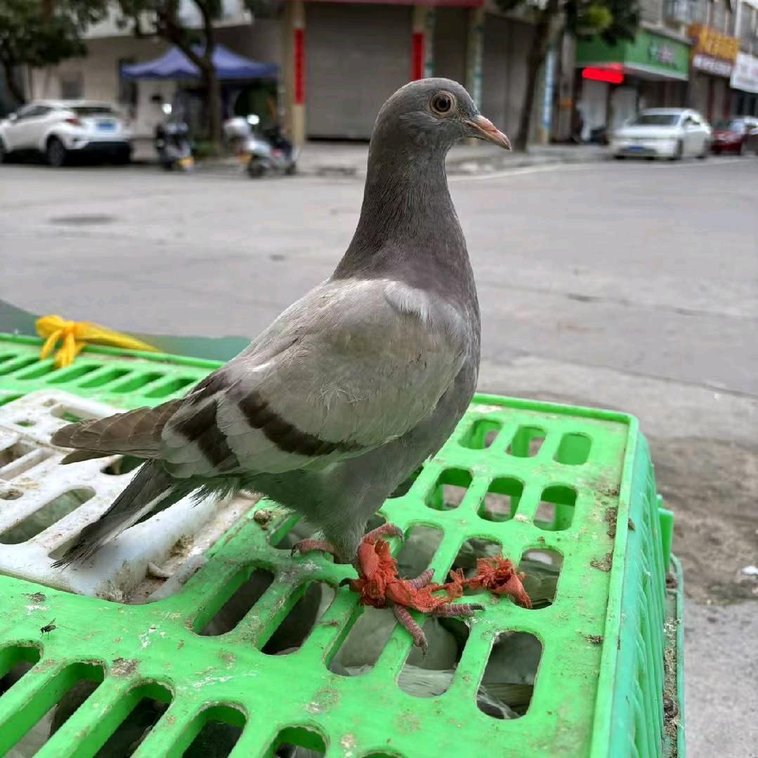 重生之在长坡镇卖白鸽