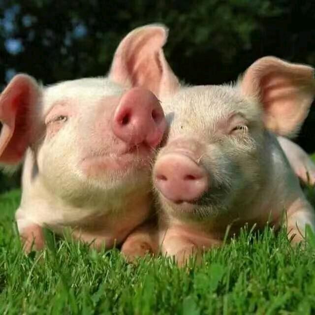 妤夫泾妇《国际好老公》