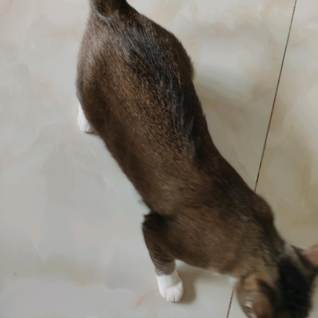咪咪