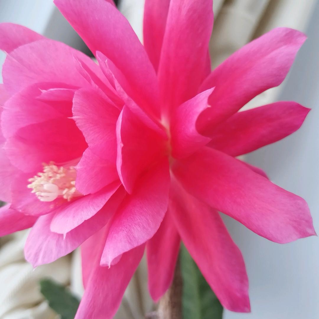 花开富员