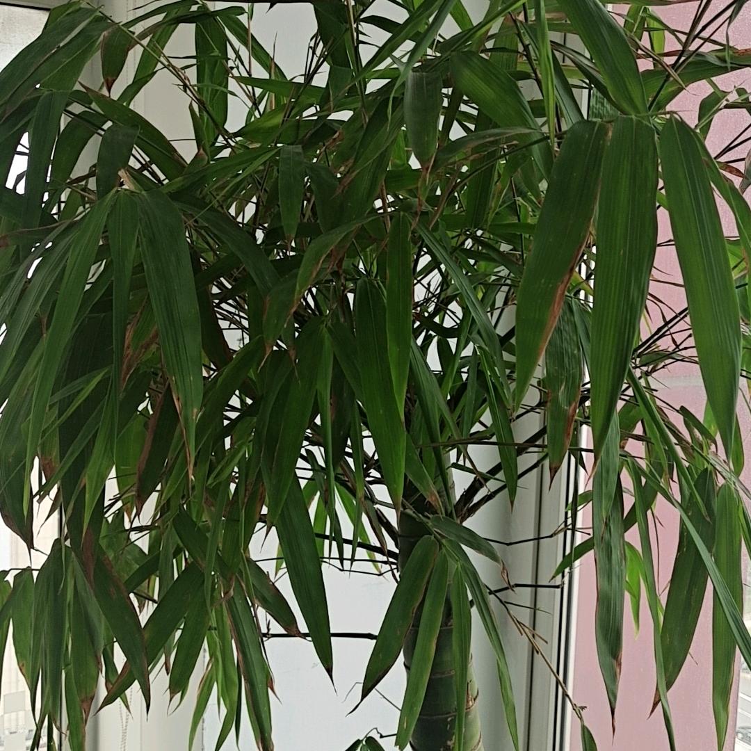 吉祥如意，万事亨通