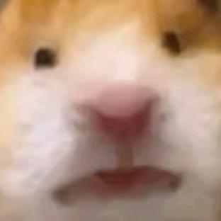 奔跑小耳