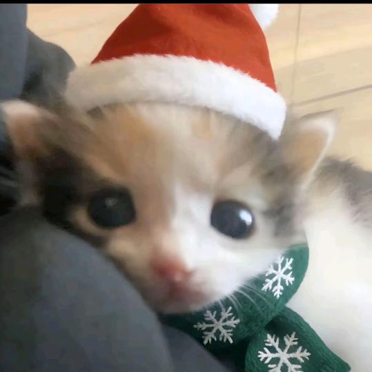 不喜欢麦辣鸡腿堡