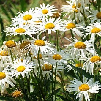 丽丽（拒绝连赞）