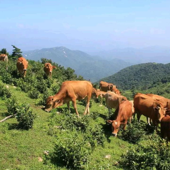 贵州土黄牛肉配送批发零售