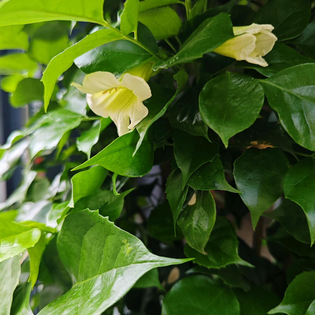 辛金蓄源，甲木制己