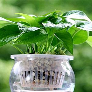 八叶莲华~立浪哥