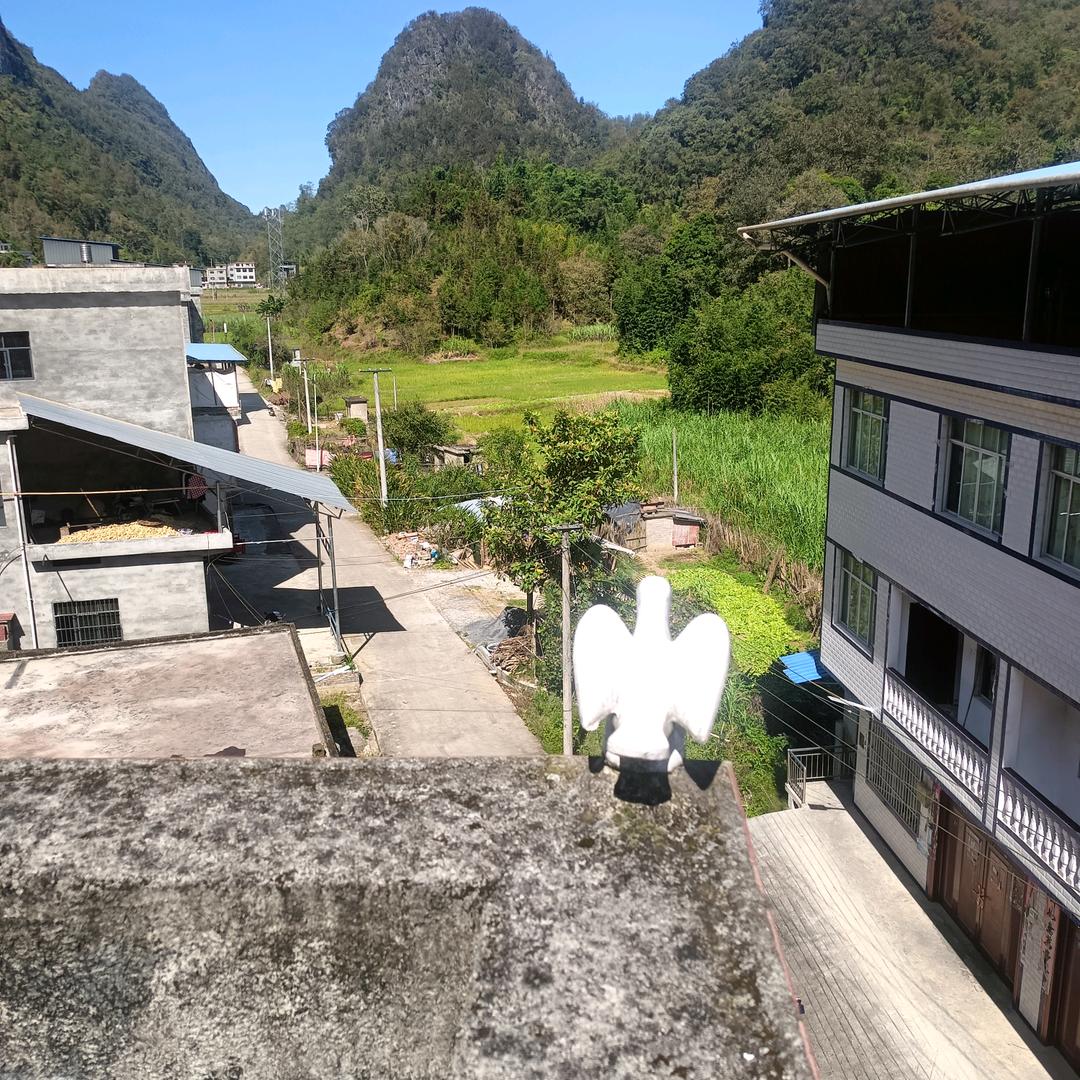项飘飘