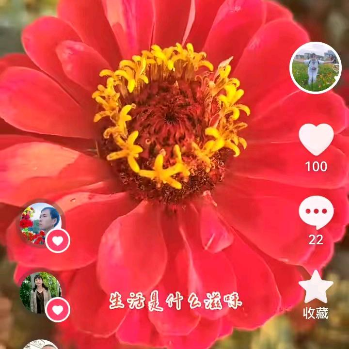 邹