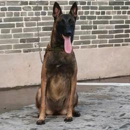 马里努阿犬，能静能猛