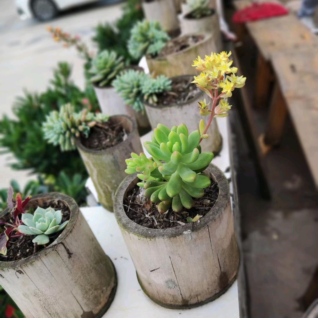 木子芳芳