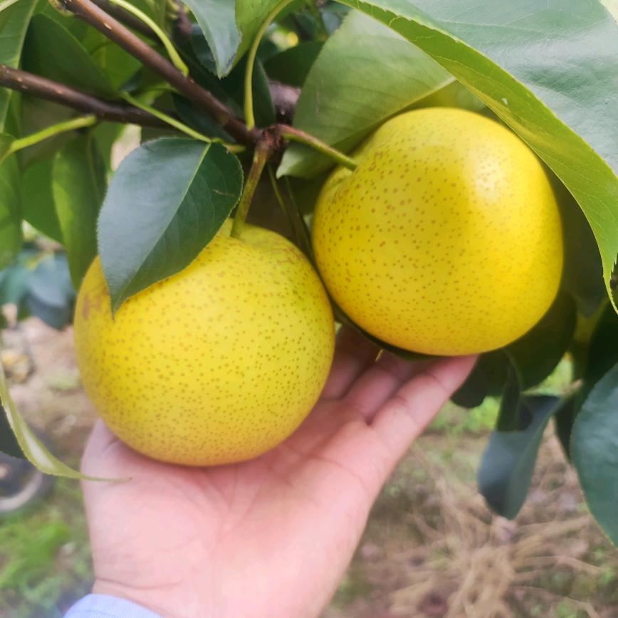 津易果业(求关注)