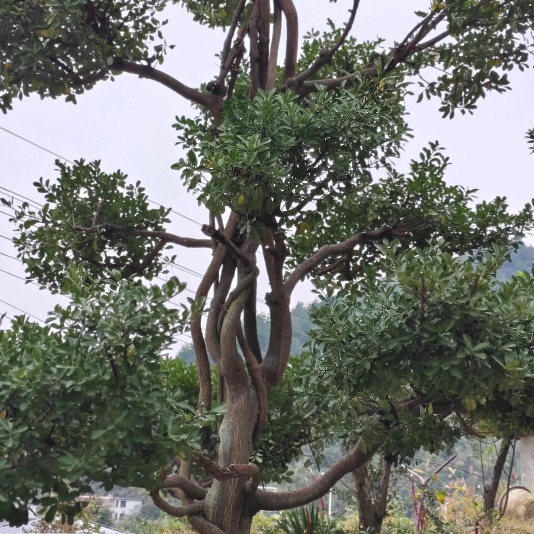 💓为你而来💖因你而弃❤️