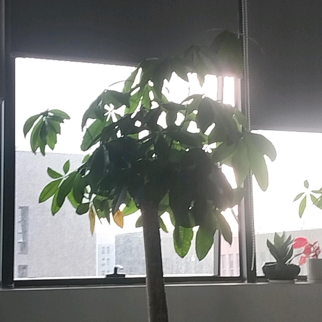 小黑