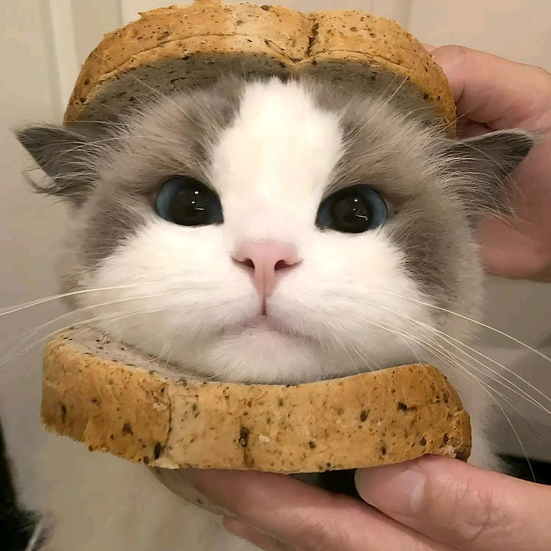 长矛蘸屎戳谁谁死