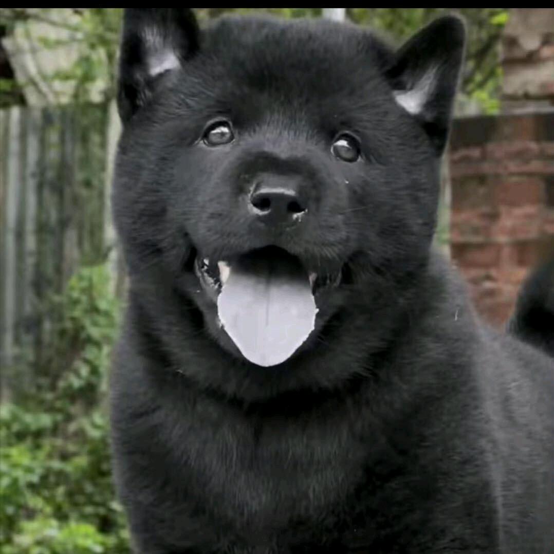 李家犬业（土狗种苗，五黑犬繁殖）