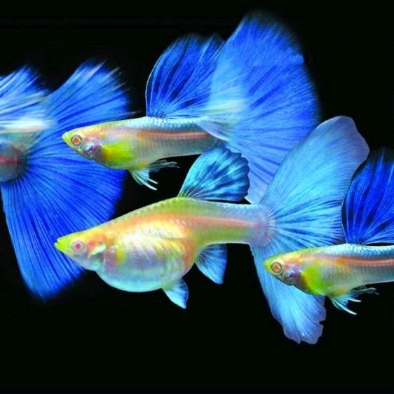 泰哥@教养鱼（分享）