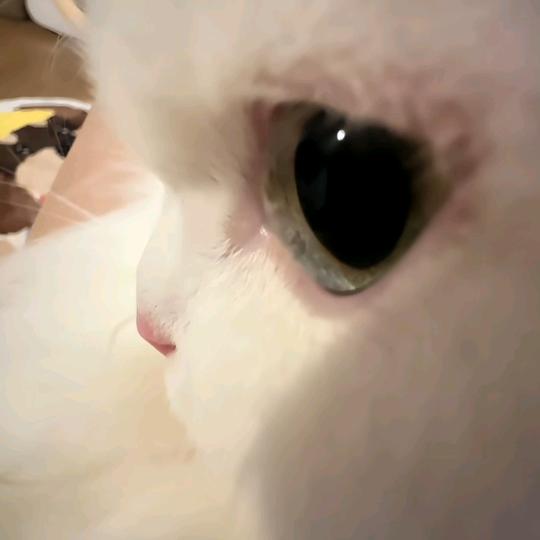 思蔚忒