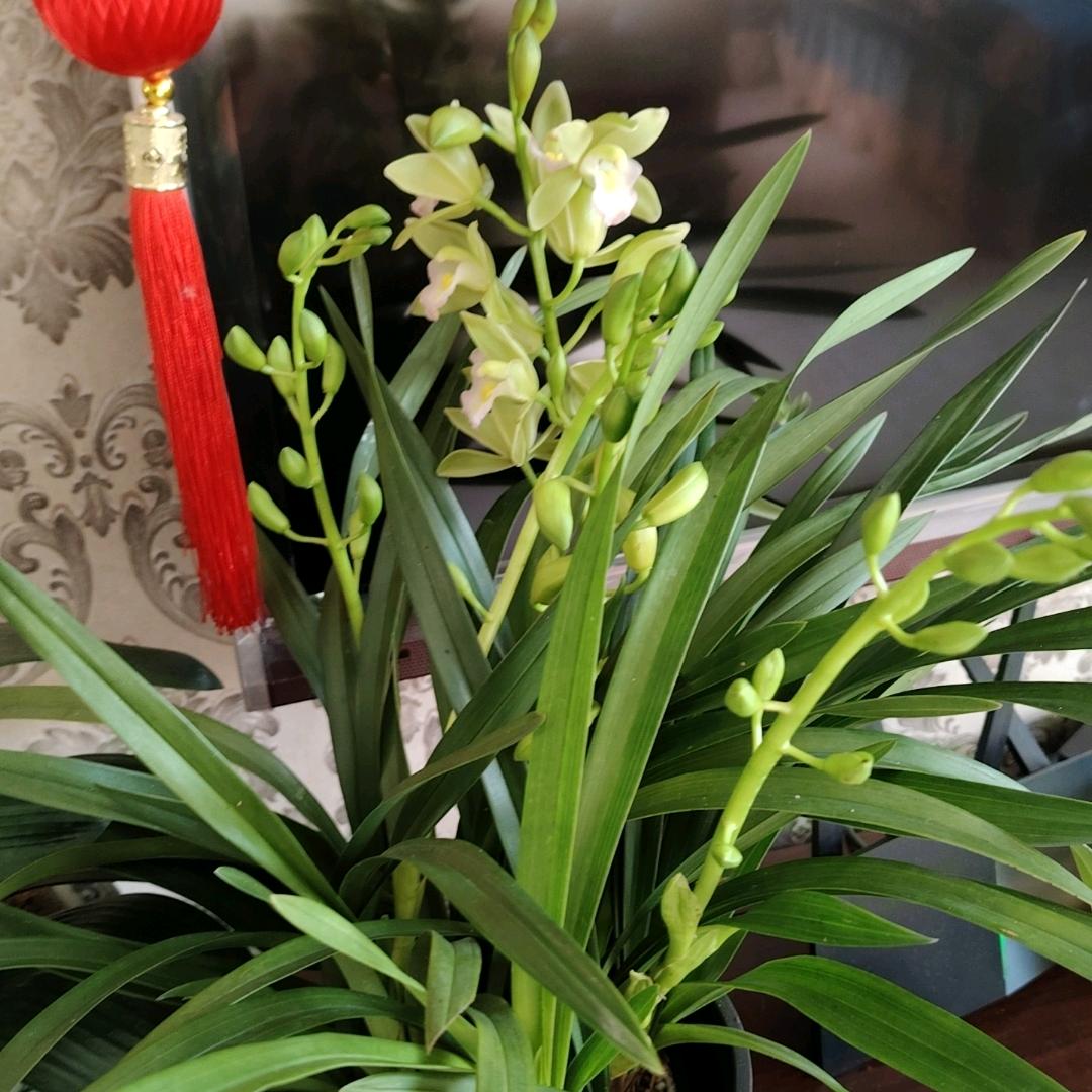 木洛紫