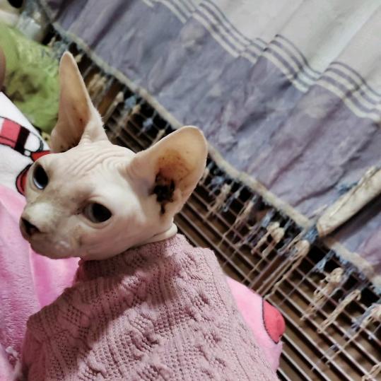 小猪猪