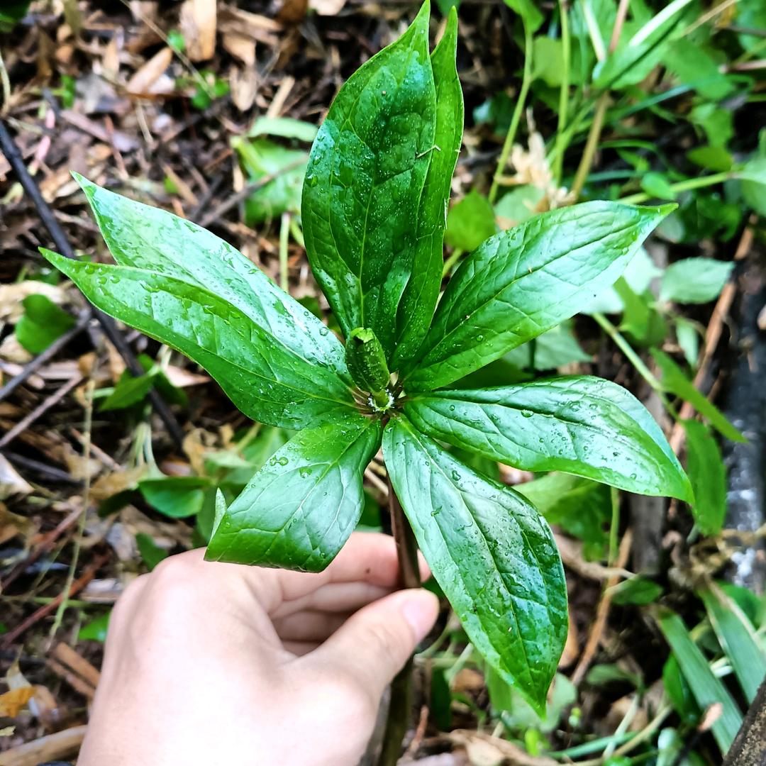 馒头，缘来
