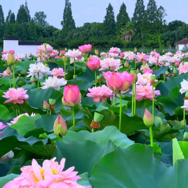 闲庭信步（夏炎盛运）