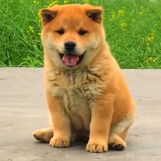 桂系田园犬
