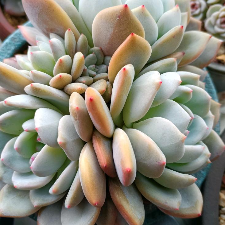 洪荒之力
