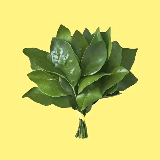 哒不溜_