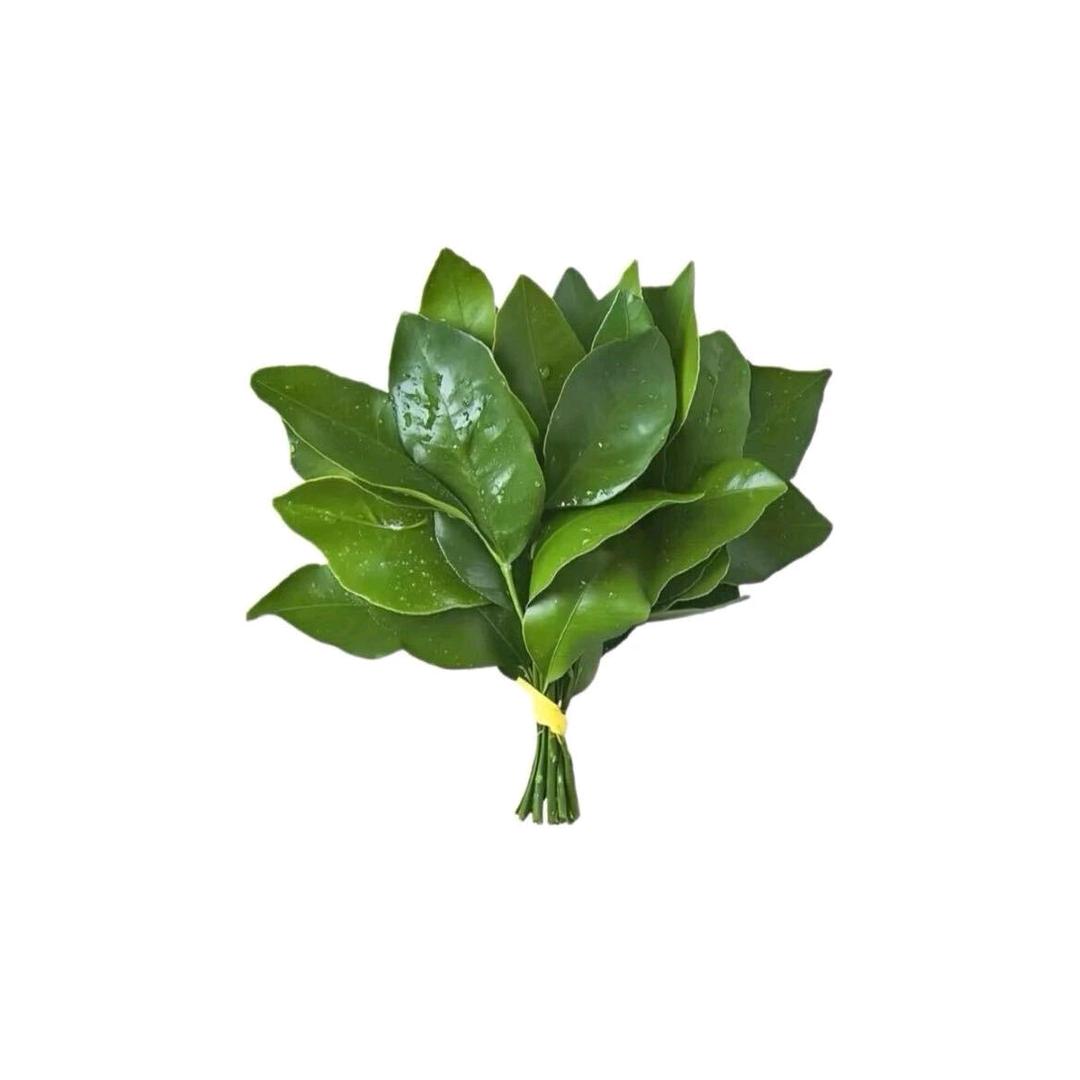 木_子
