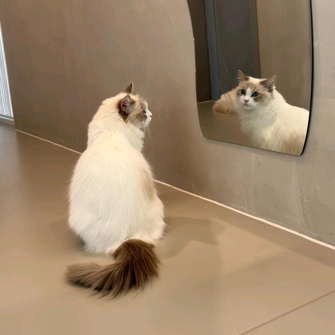 我与我猫