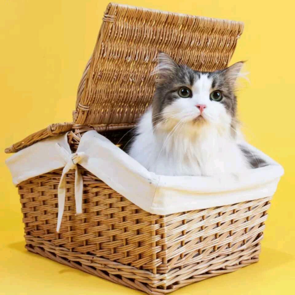 简简单单