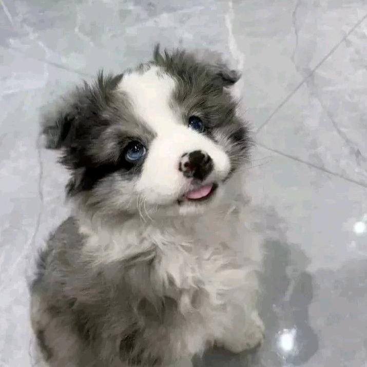 欧克克