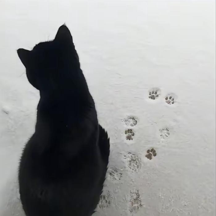 苦木