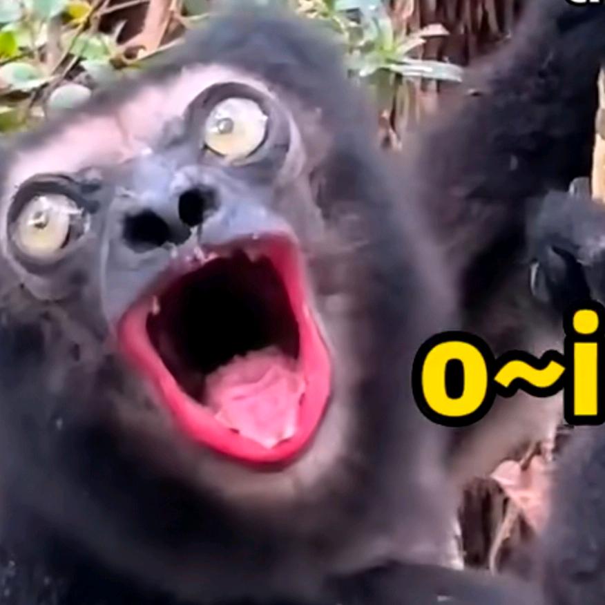 溜了(登船版)