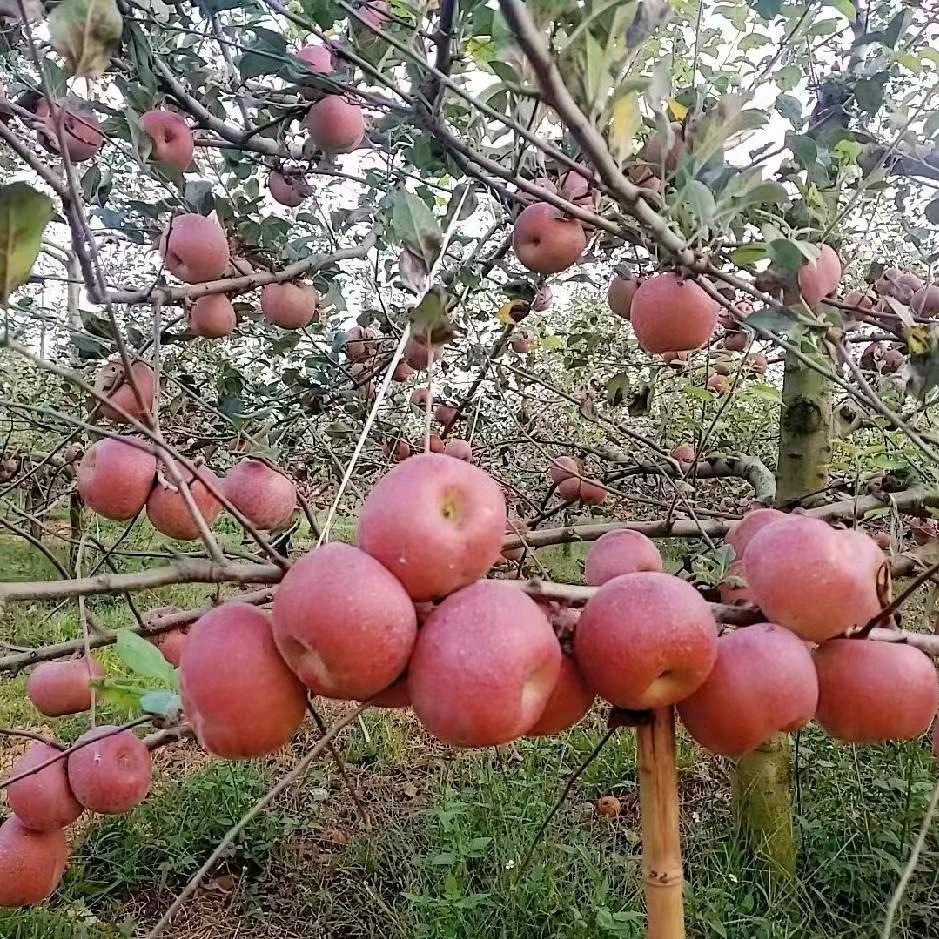 想不想你