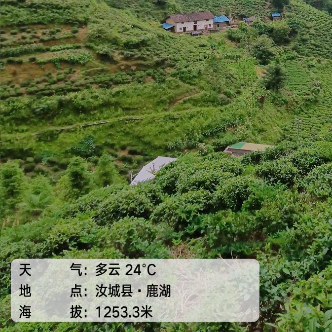 he一如既往爱喝高山云雾绿