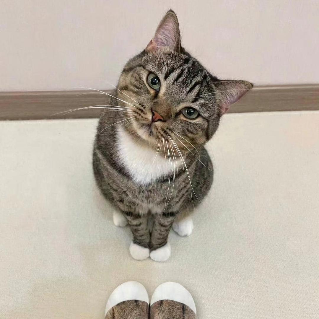 月月酱🥕（招财猫猫）