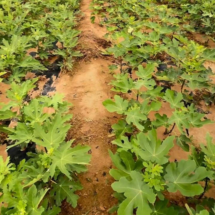 农资小雅（橱窗有好物）