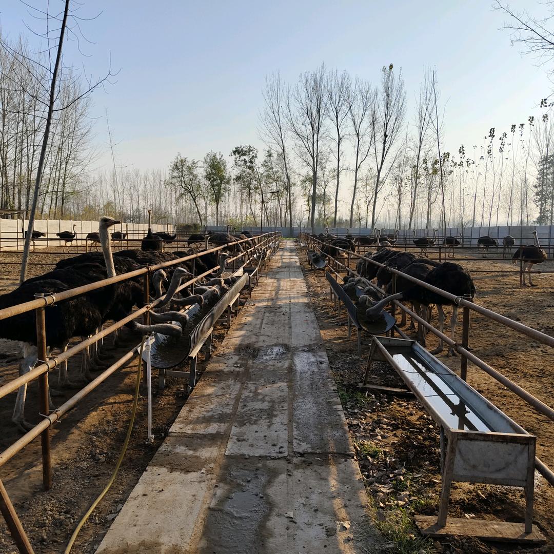 艾米拉鸵鸟供应链