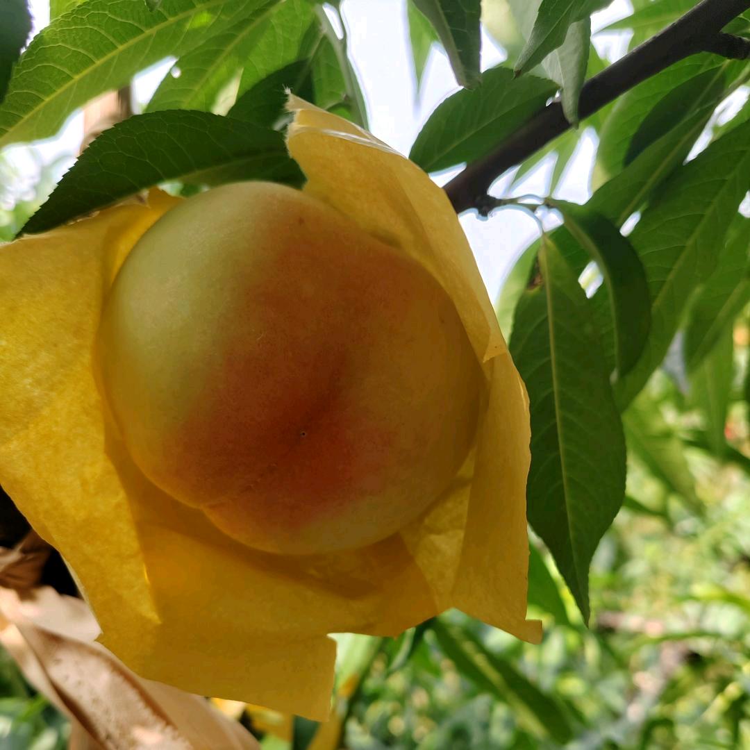 礼嘉天乐天农场