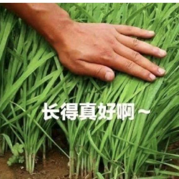 韭菜王——老岳