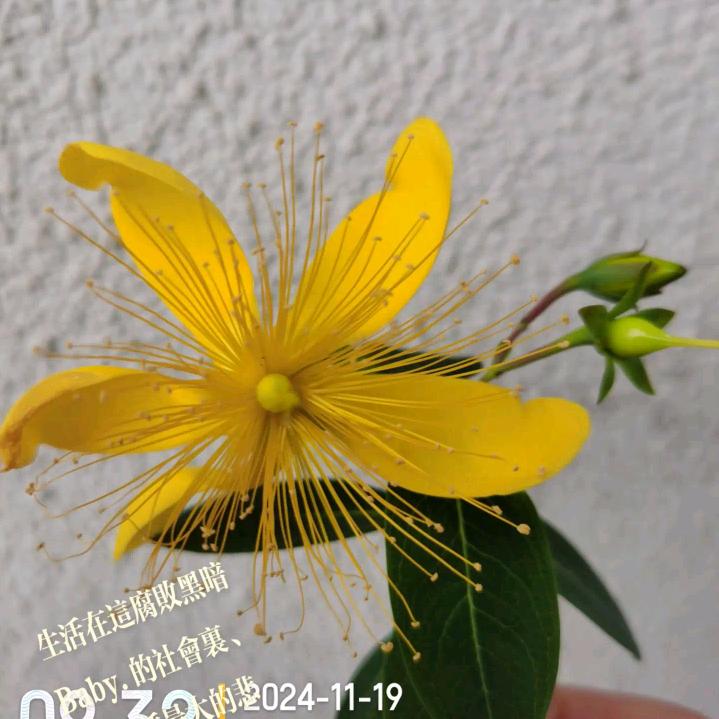 🐅一笑而过！……