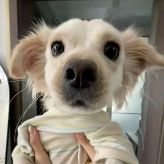 君兮（立体书平价出）