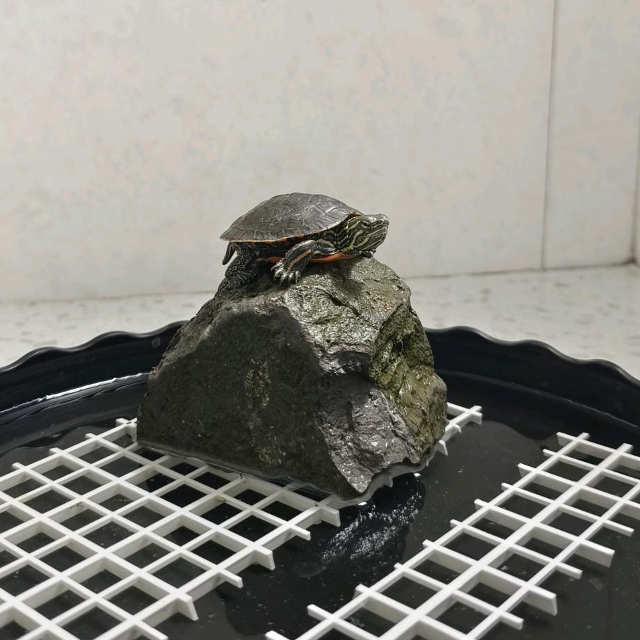 雨梦