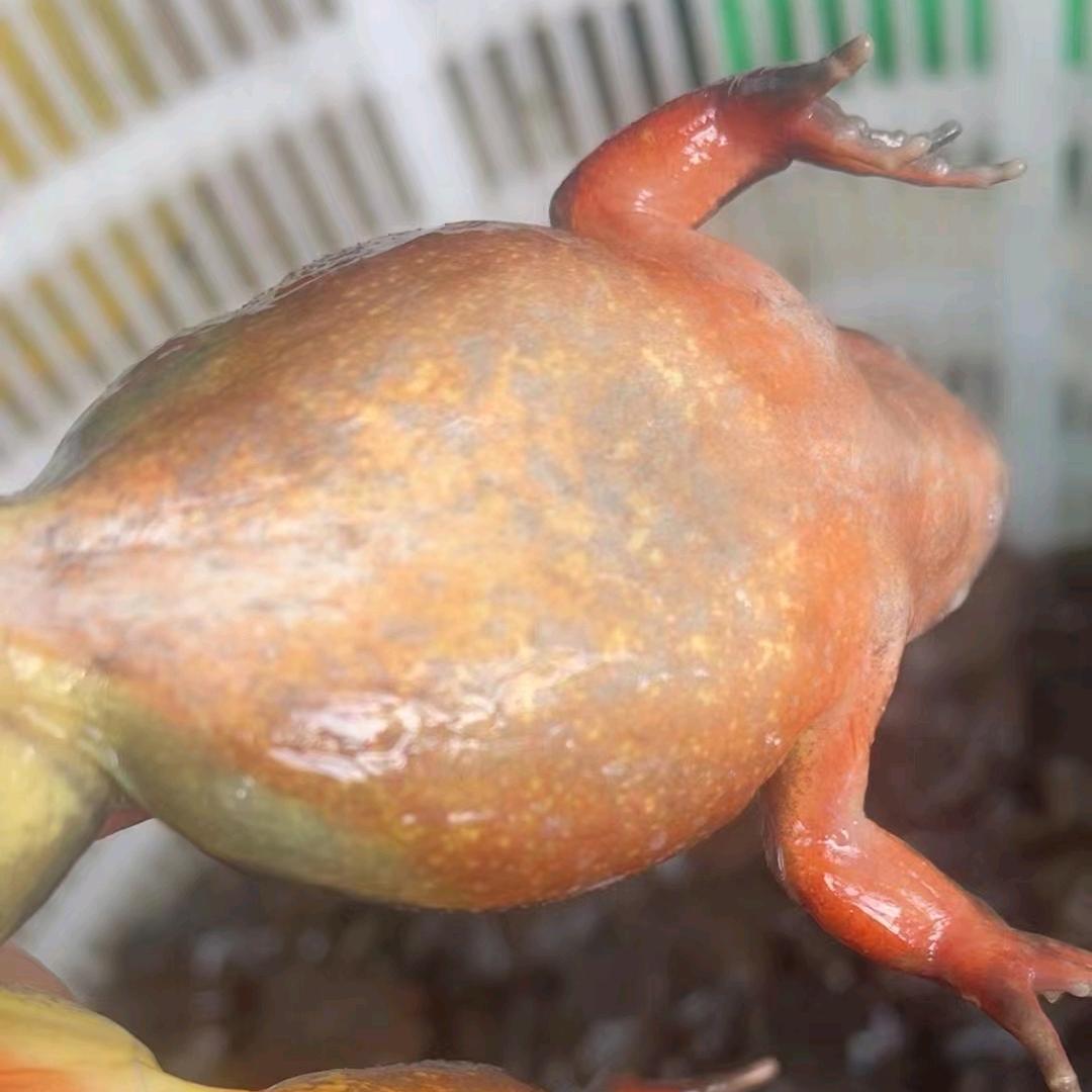 长白山下万宝蛤蟆