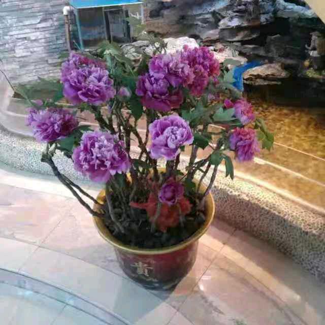 红牡丹