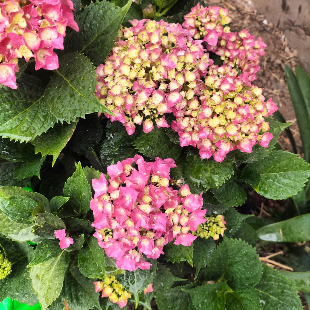 黄玲
