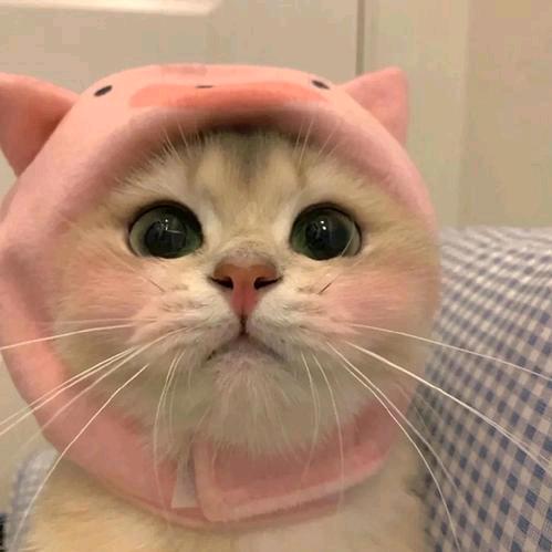 唠唠唠计算机视觉