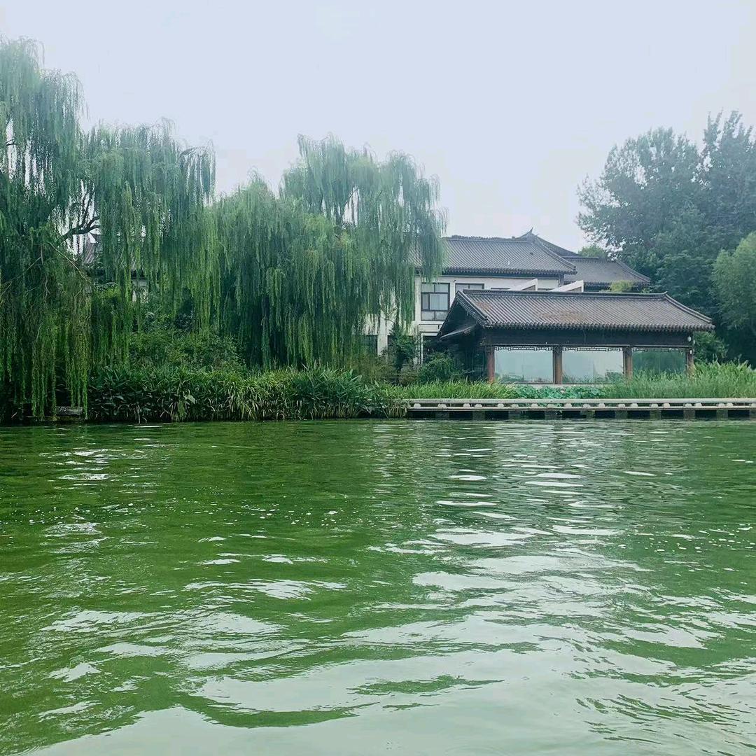 海棠听雨